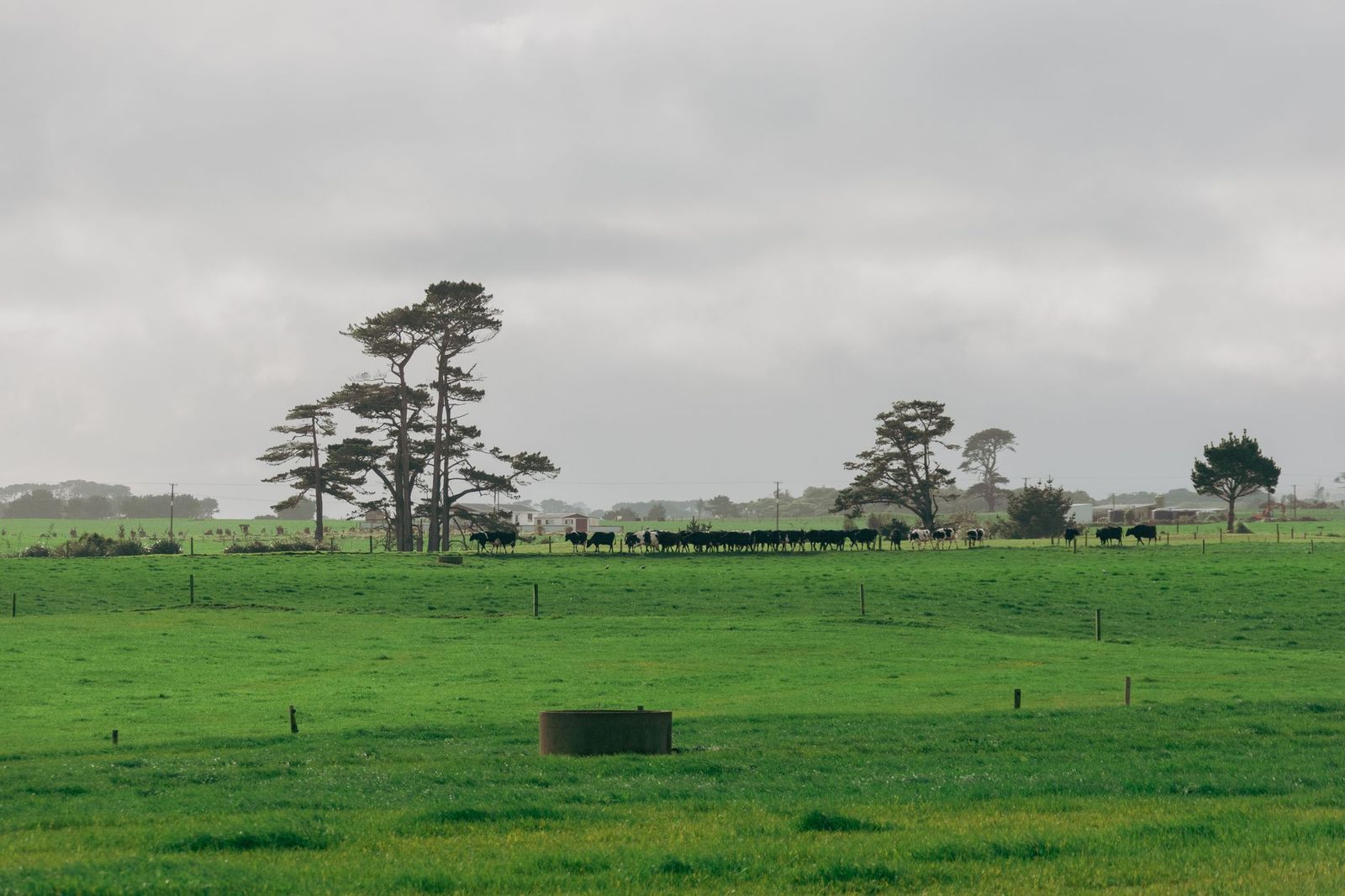 Friesian dairy herd walking in a line across flat green pasture past macrocarpa trees on an overcast day in rural New Zealand