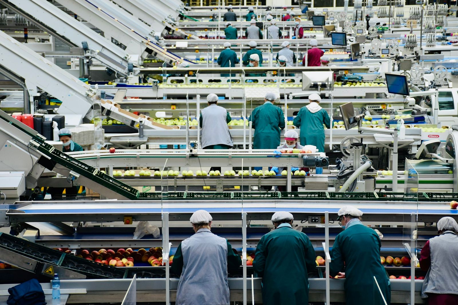 Workers on a fruit packhouse processing line